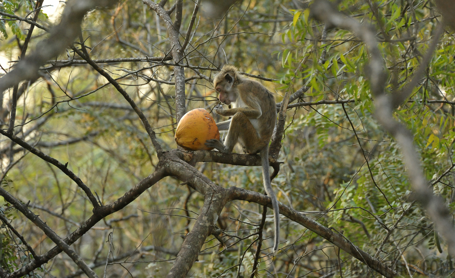 Macaca sinica sinica [550 mm, 1/160 sec at f / 8.0, ISO 3200]